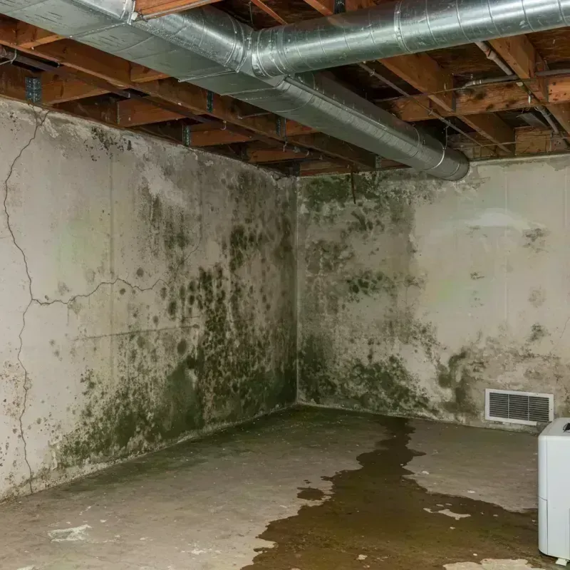 Professional Mold Removal in Blossom, TX